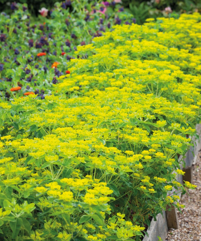 Was Sie im September pflanzen sollten – die besten Blumen, Sträucher, Bäume und Feldfrüchte zum Wachsen 