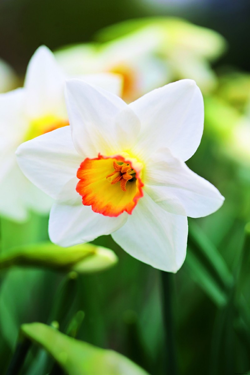 Was Sie im September pflanzen sollten – die besten Blumen, Sträucher, Bäume und Feldfrüchte zum Wachsen 