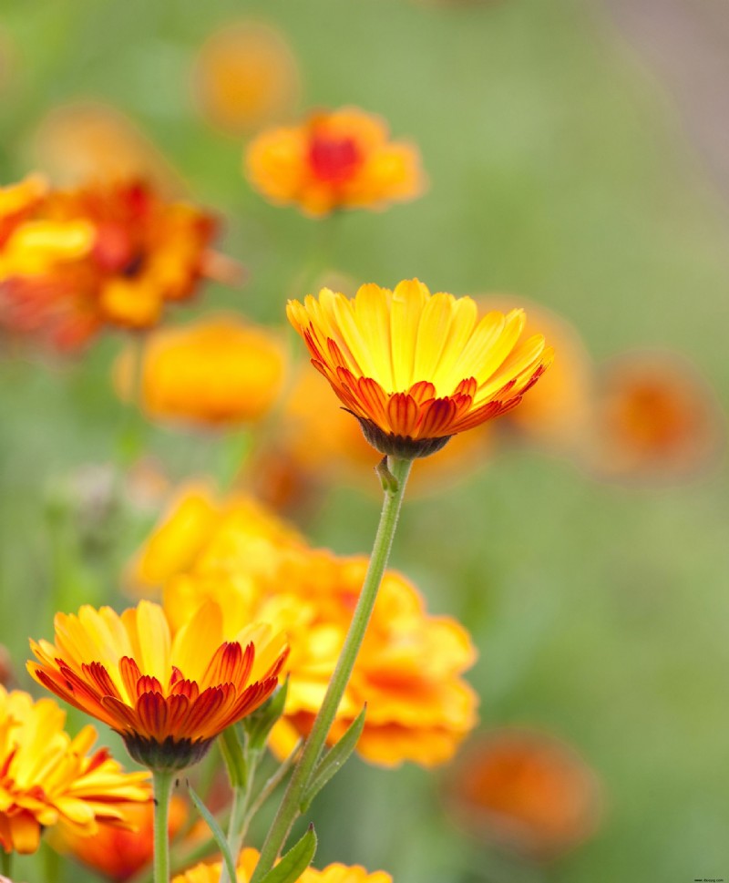 Was Sie im September pflanzen sollten – die besten Blumen, Sträucher, Bäume und Feldfrüchte zum Wachsen 