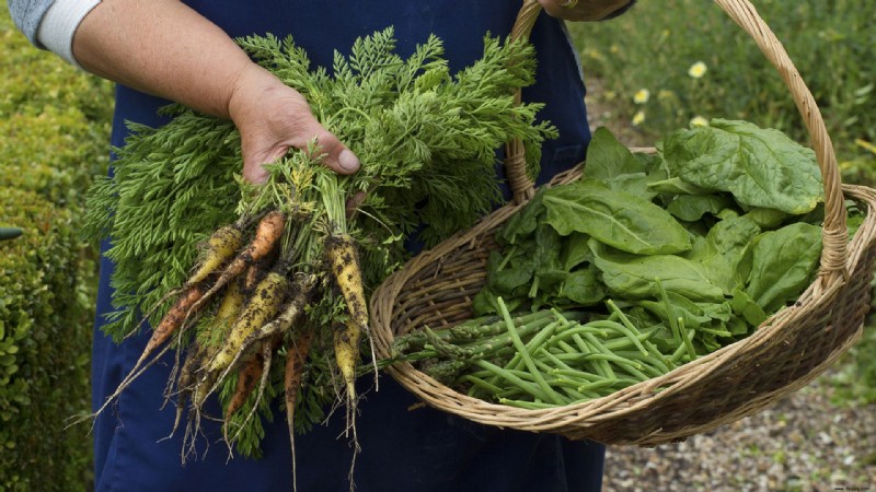 Was Sie im September pflanzen sollten – die besten Blumen, Sträucher, Bäume und Feldfrüchte zum Wachsen 