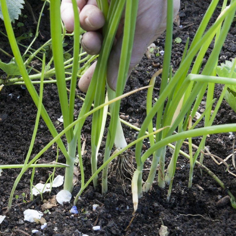 Was Sie im September pflanzen sollten – die besten Blumen, Sträucher, Bäume und Feldfrüchte zum Wachsen 