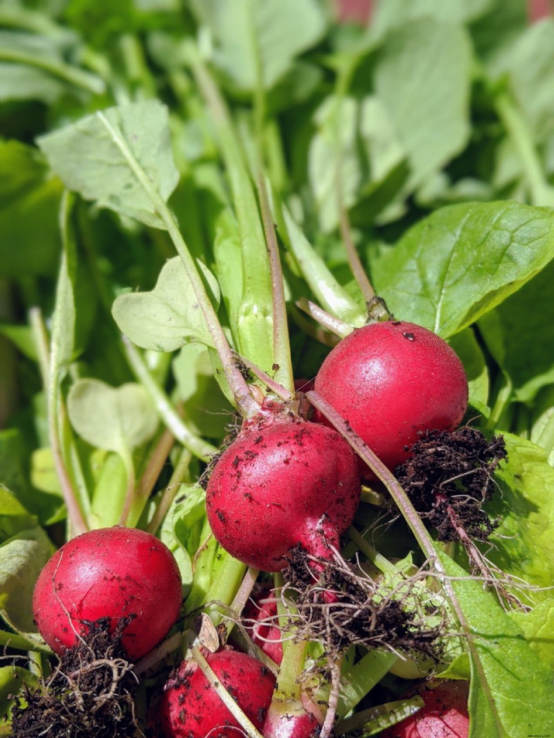 Was Sie im September pflanzen sollten – die besten Blumen, Sträucher, Bäume und Feldfrüchte zum Wachsen 