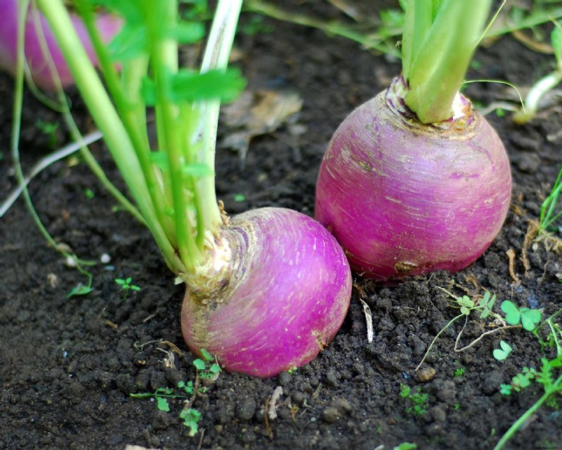 Was Sie im September pflanzen sollten – die besten Blumen, Sträucher, Bäume und Feldfrüchte zum Wachsen 