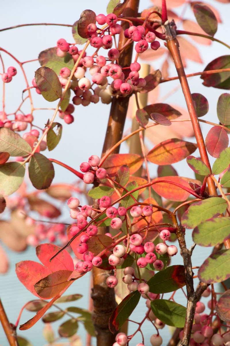 Was Sie im September pflanzen sollten – die besten Blumen, Sträucher, Bäume und Feldfrüchte zum Wachsen 