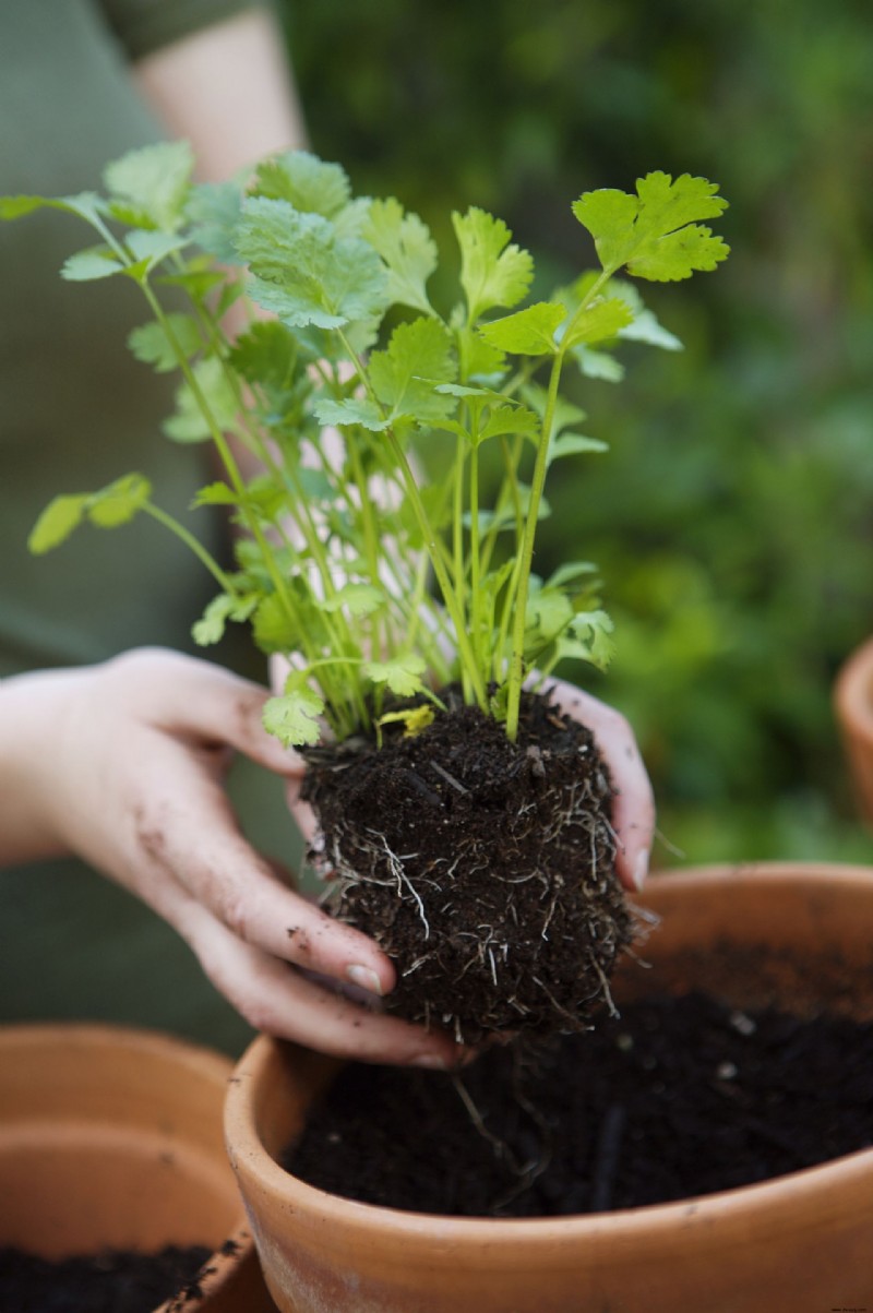 Was Sie im September pflanzen sollten – die besten Blumen, Sträucher, Bäume und Feldfrüchte zum Wachsen 