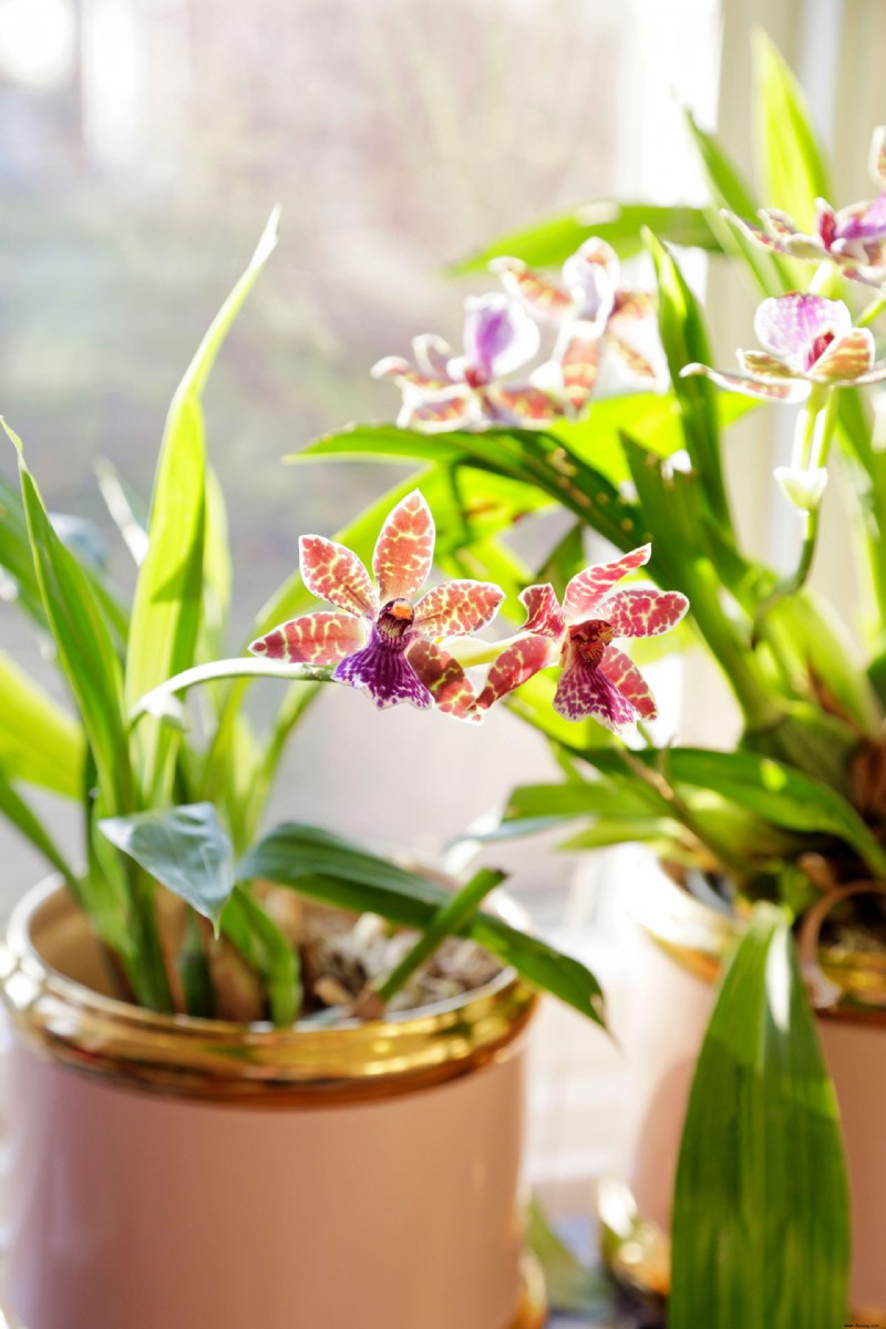 Orchideen richtig gießen – und die häufigsten Gießfehler, die Ihrer Pflanze schaden 