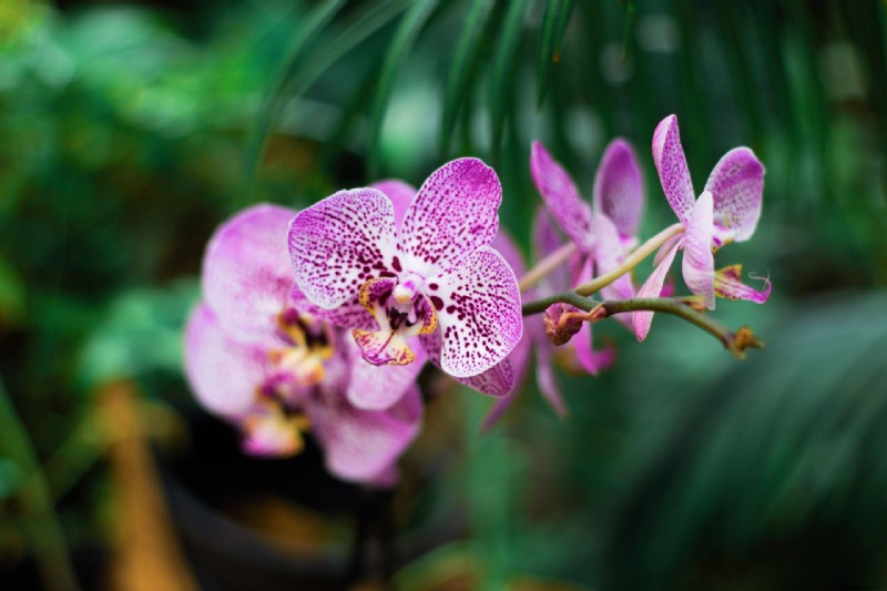 Orchideen richtig gießen – und die häufigsten Gießfehler, die Ihrer Pflanze schaden 