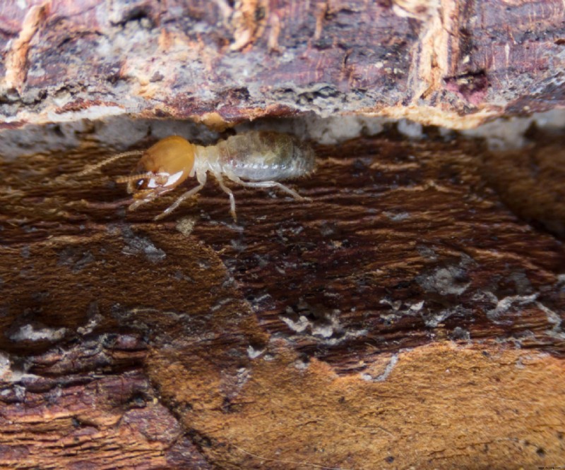 So werden Sie Termiten natürlich los – 6 Möglichkeiten, Ihr Zuhause vor Schädlingen zu retten 