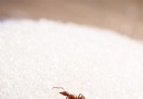 Tötet Backpulver Ameisen? Warum diese bewährte Methode helfen kann, einen Befall im Keim zu ersticken 