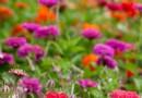 Wie kann ich meinen Bauerngarten verschönern? 8 Tipps für ein attraktives Grundstück 