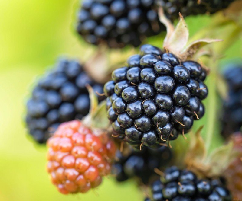 Brombeeren schneiden – Expertentipps für eine gesunde Pflanze 