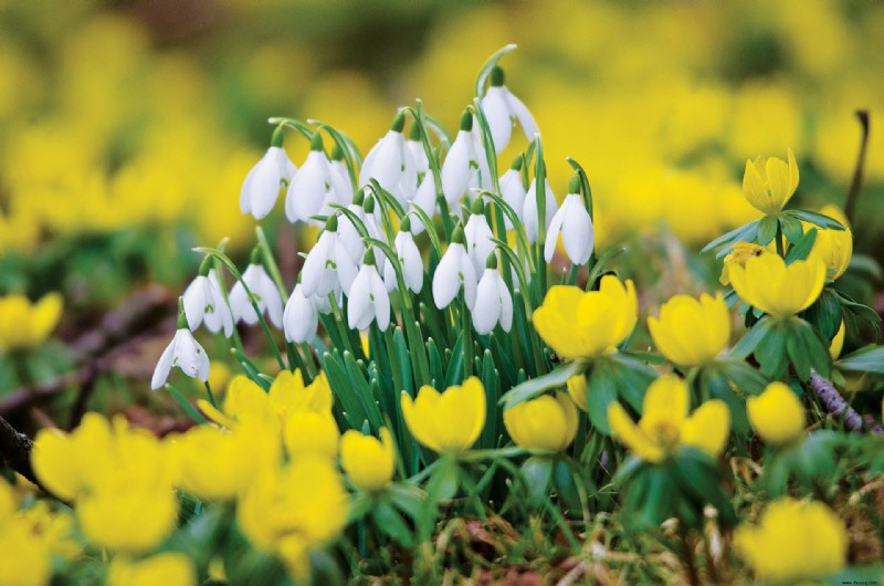 Beste Winterpflanzen für Töpfe und Rabatten – um Farbe und Duft hinzuzufügen 