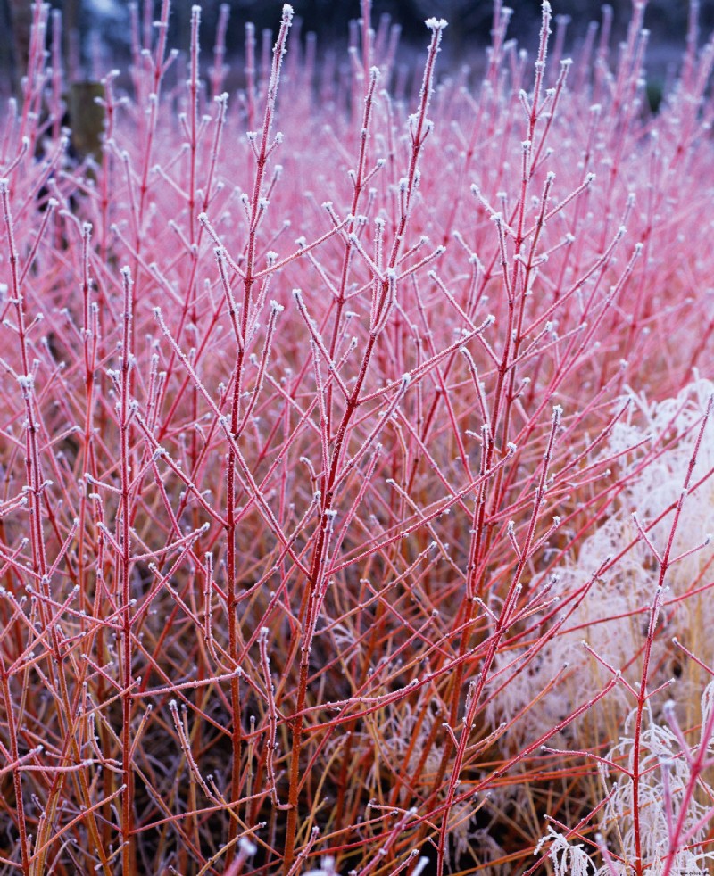 Beste Winterpflanzen für Töpfe und Rabatten – um Farbe und Duft hinzuzufügen 