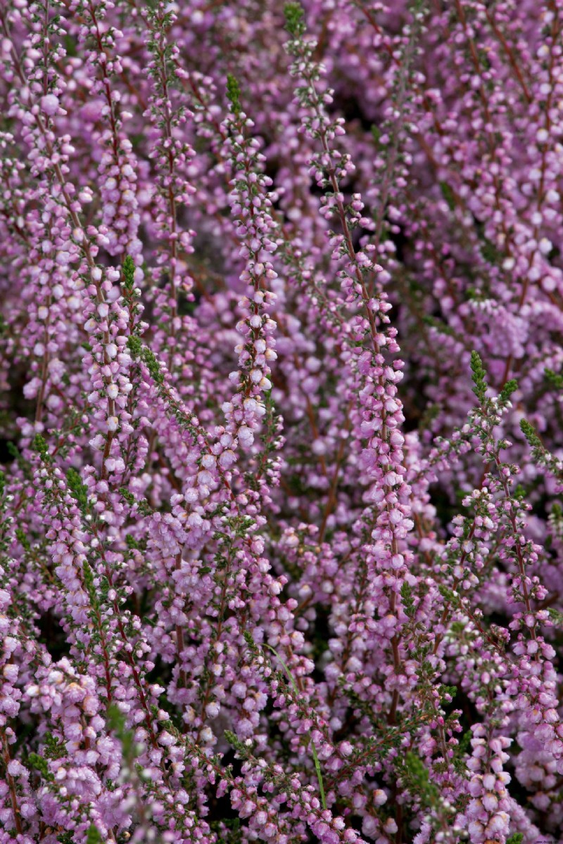 Beste Winterpflanzen für Töpfe und Rabatten – um Farbe und Duft hinzuzufügen 