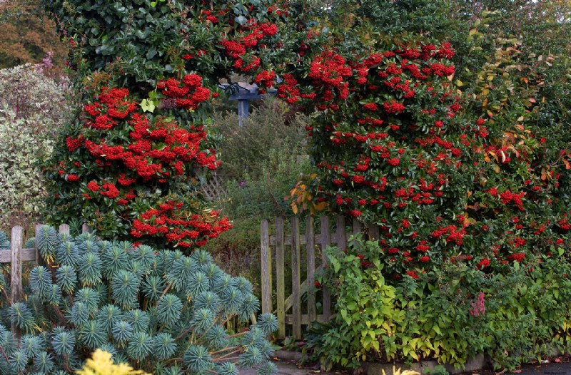 Herbstgarten – wann man für farbenfrohe Töpfe, Beete und Rabatten pflanzt 