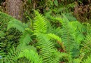 Schneckenabwehrpflanzen – 8 Pflanzen, die Schnecken nicht fressen 