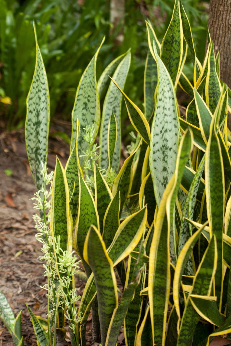 Beste schlangenabweisende Pflanzen – 11 Pflanzen zum Schutz Ihres Gartens 