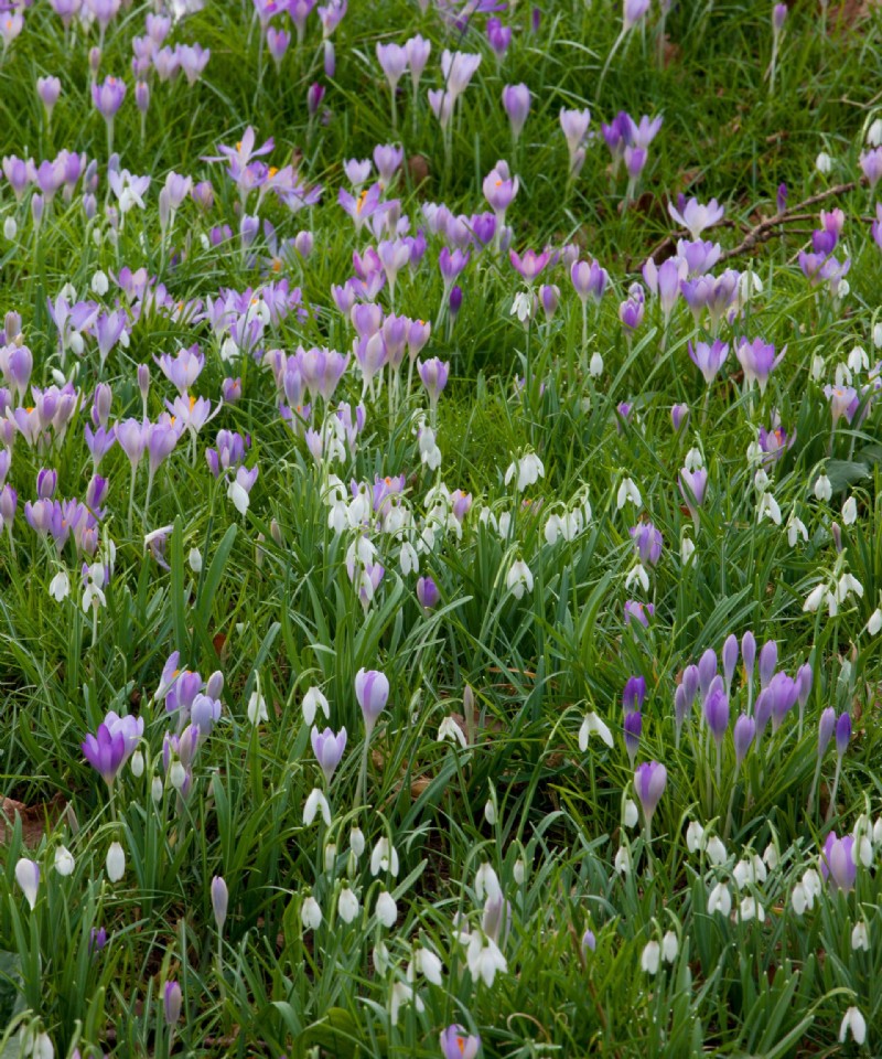 Zwiebeln im Herbst pflanzen – 12 Möglichkeiten, Zwiebeln für ganzjährige Farbe in Ihrem Garten zu pflanzen 