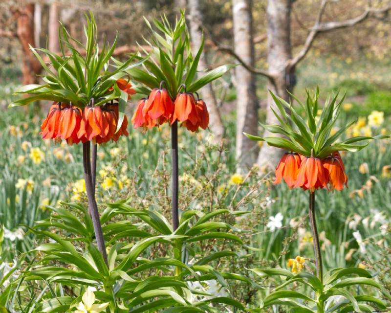 Zwiebeln im Herbst pflanzen – 12 Möglichkeiten, Zwiebeln für ganzjährige Farbe in Ihrem Garten zu pflanzen 