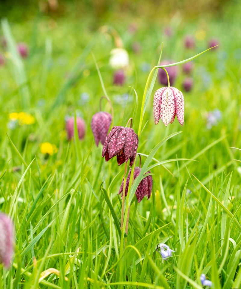 Zwiebeln im Herbst pflanzen – 12 Möglichkeiten, Zwiebeln für ganzjährige Farbe in Ihrem Garten zu pflanzen 