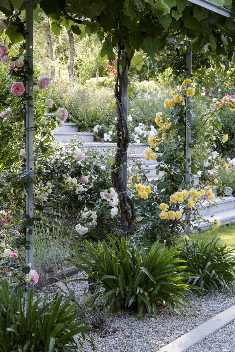 Wann man Rosen beschneidet – der Expertenratgeber für schöne Blüten Jahr für Jahr 