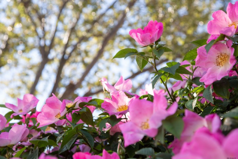 Wann man Rosen beschneidet – der Expertenratgeber für schöne Blüten Jahr für Jahr 