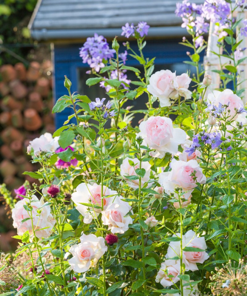 Wann man Rosen beschneidet – der Expertenratgeber für schöne Blüten Jahr für Jahr 