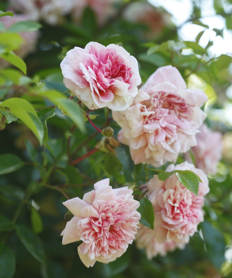 Wann man Rosen beschneidet – der Expertenratgeber für schöne Blüten Jahr für Jahr 
