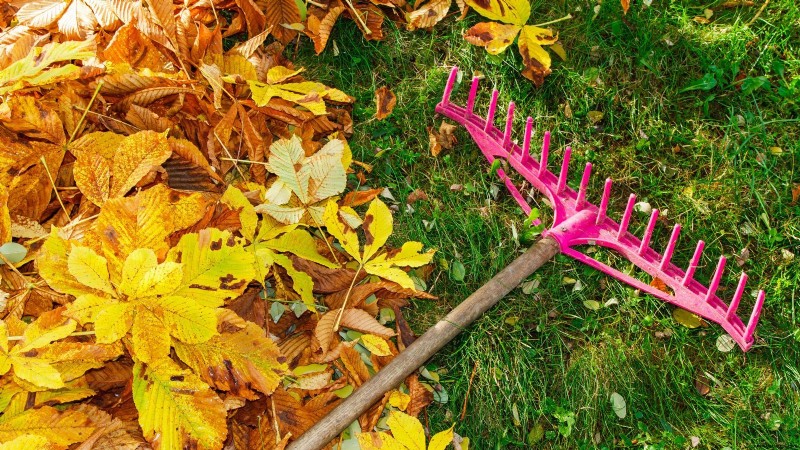 Rasenpflege im Herbst – 8 Expertentipps zur Rasenpflege 
