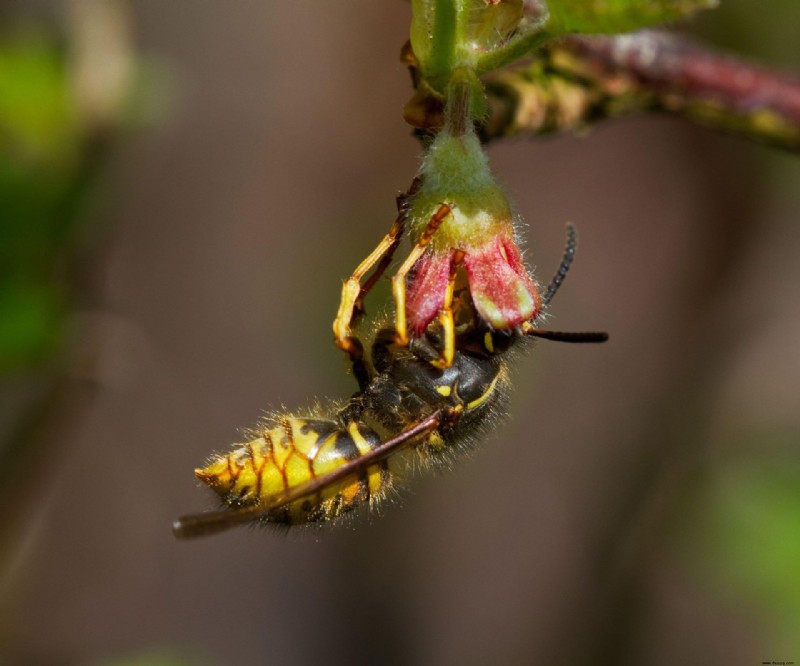 So werden Sie Wespen los – von Ihrem Garten und Ihrem Zuhause 
