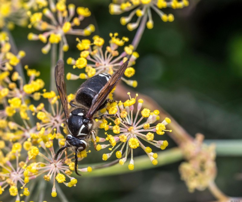 So werden Sie Wespen los – von Ihrem Garten und Ihrem Zuhause 
