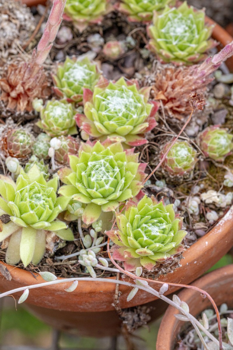 So vermehren Sie Sukkulenten – eine einfache Methode für verzeihende, schöne Pflanzen 