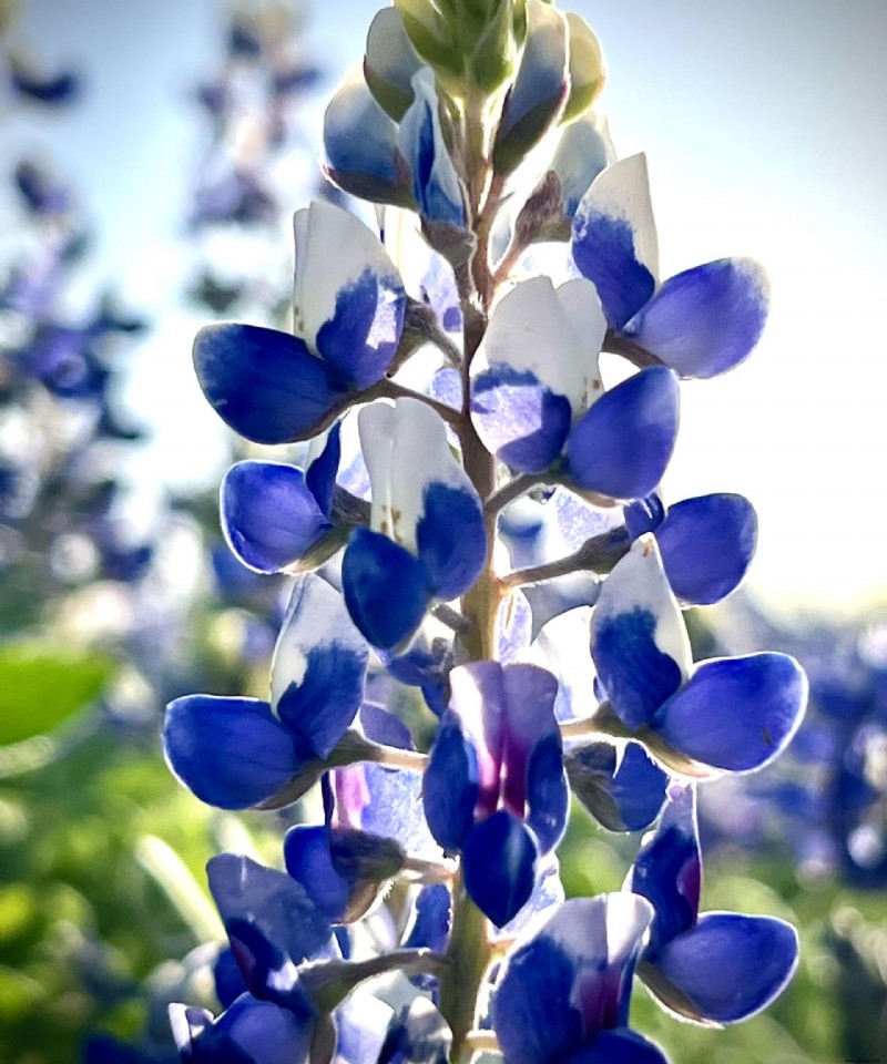 Wann Sie Bluebonnet-Samen pflanzen sollten – für strahlend blaue Ergänzungen in Ihrem Garten 