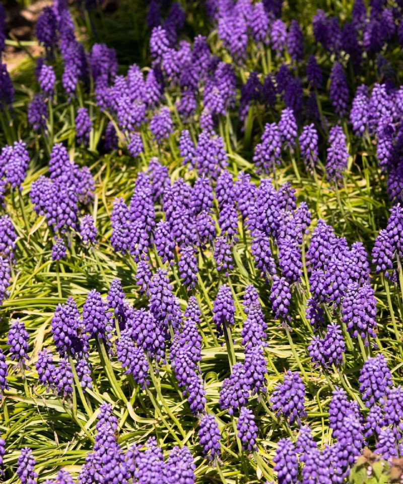 Wann Sie Bluebonnet-Samen pflanzen sollten – für strahlend blaue Ergänzungen in Ihrem Garten 