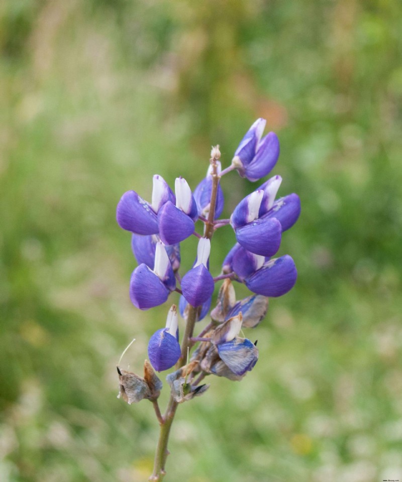 Wann Sie Bluebonnet-Samen pflanzen sollten – für strahlend blaue Ergänzungen in Ihrem Garten 