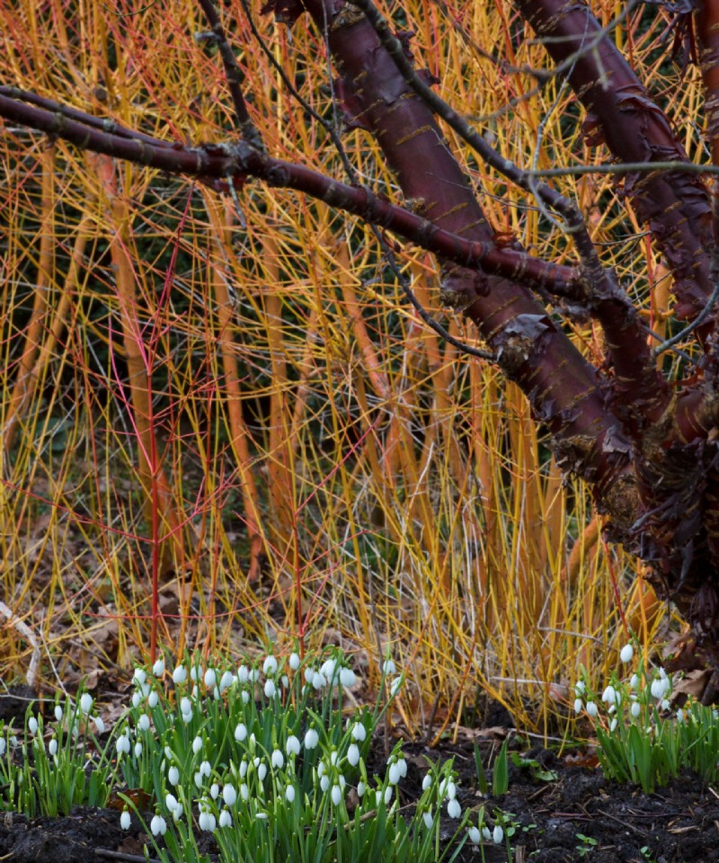 Wintergarten planen – Experten-Pflanzungs- und Gestaltungstipps 