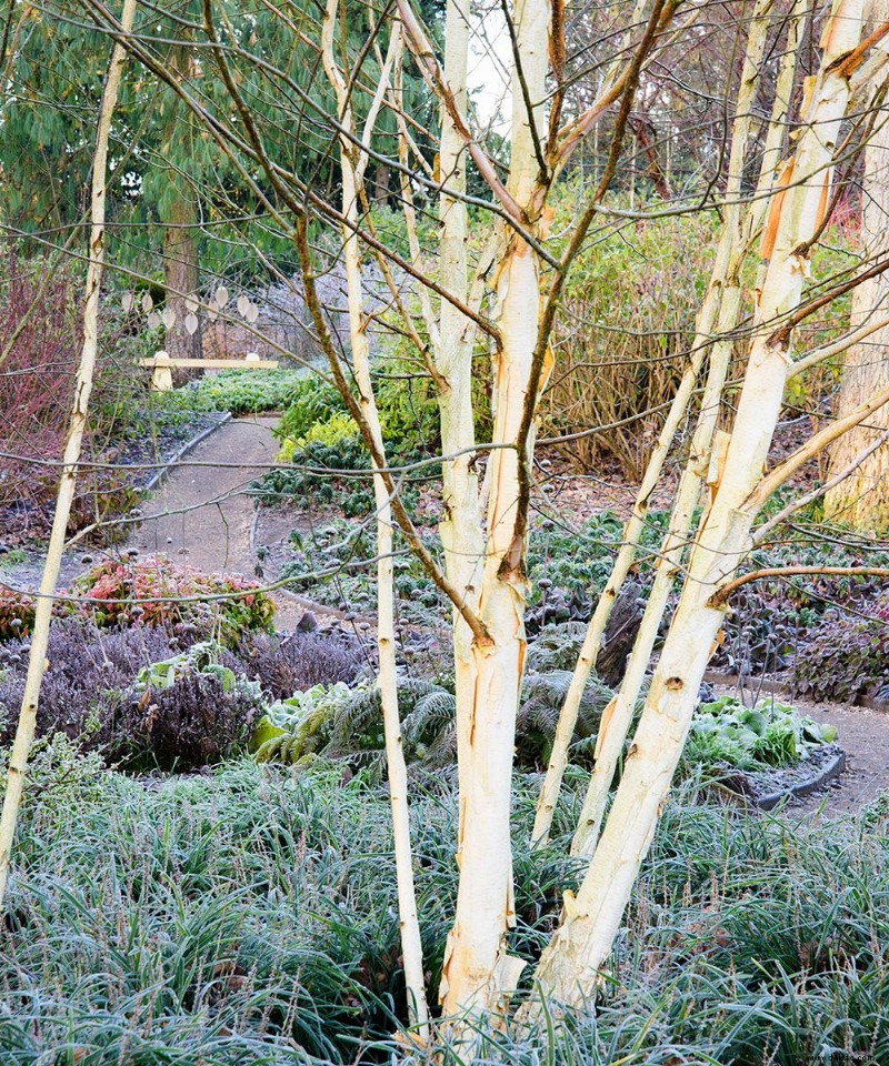 Wintergarten planen – Experten-Pflanzungs- und Gestaltungstipps 