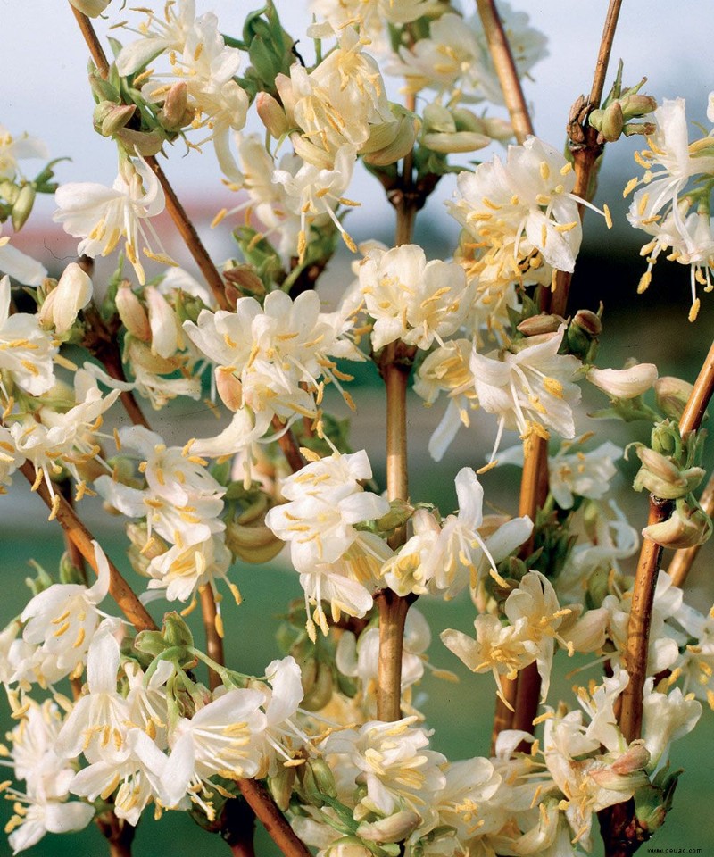 Wintergarten planen – Experten-Pflanzungs- und Gestaltungstipps 