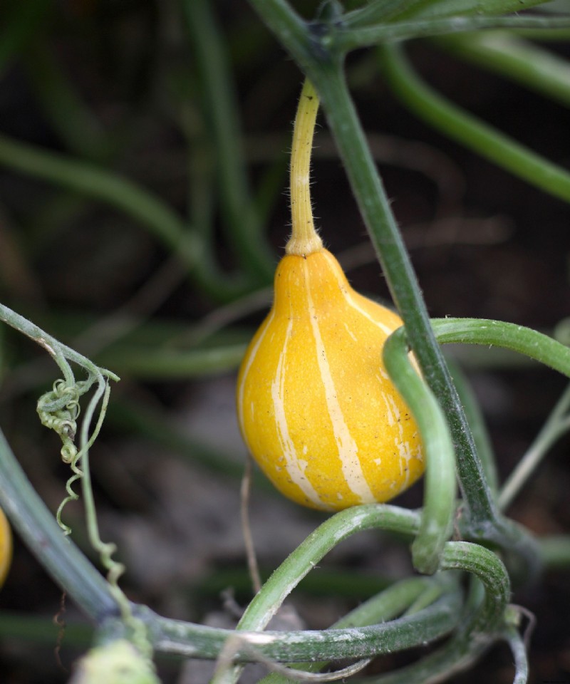 Wintergarten planen – Experten-Pflanzungs- und Gestaltungstipps 