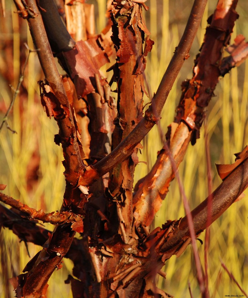 Wintergarten planen – Experten-Pflanzungs- und Gestaltungstipps 