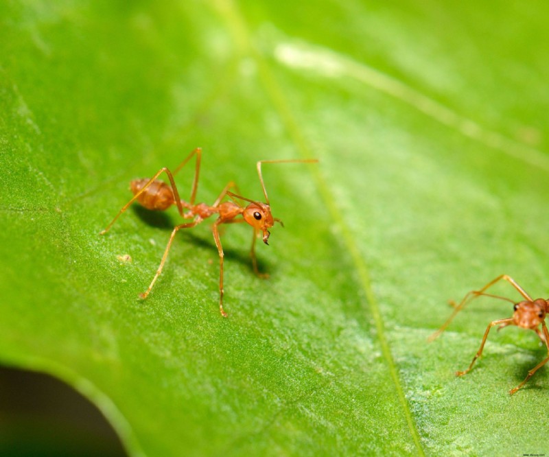 Wie man rote Ameisen tötet – 10 einfache Methoden zur Entfernung von Feuerameisen 