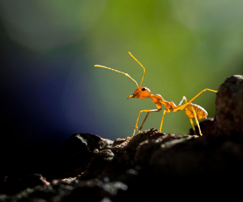 Wie man rote Ameisen tötet – 10 einfache Methoden zur Entfernung von Feuerameisen 