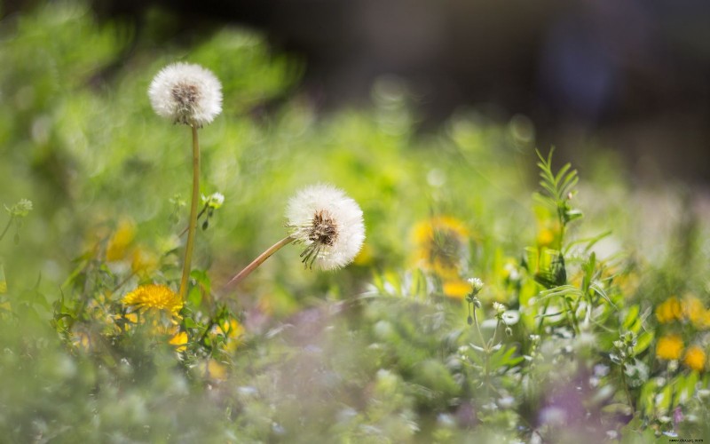7 Gründe für eine Tiefenreinigung im Herbst – und die wichtigsten Gartenarbeiten, die Sie angehen sollten 