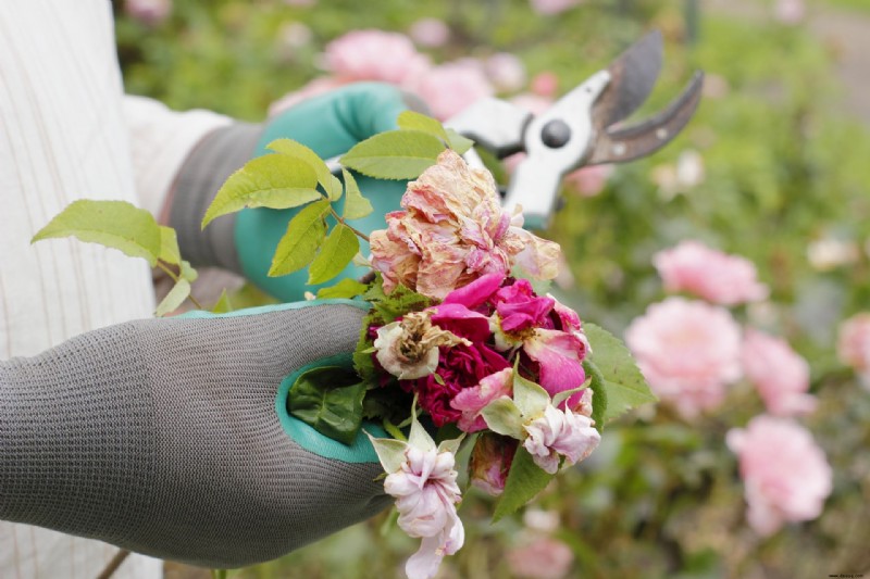 7 Gründe für eine Tiefenreinigung im Herbst – und die wichtigsten Gartenarbeiten, die Sie angehen sollten 