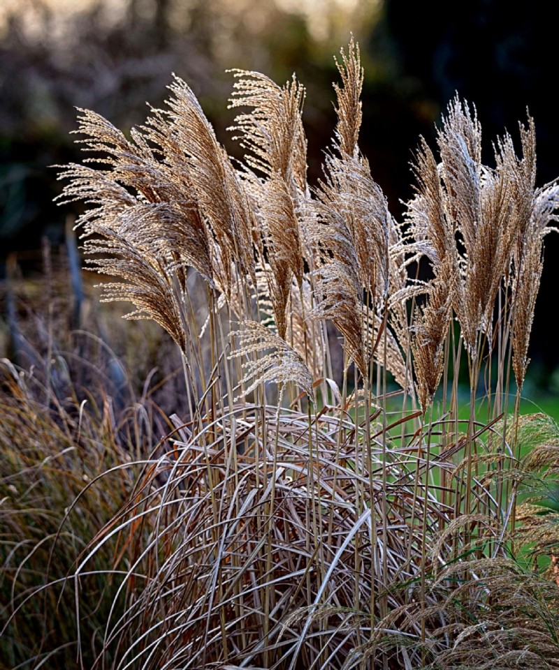 Wann Sie Ziergräser zurückschneiden sollten – um Ihren Garten in Schach zu halten 