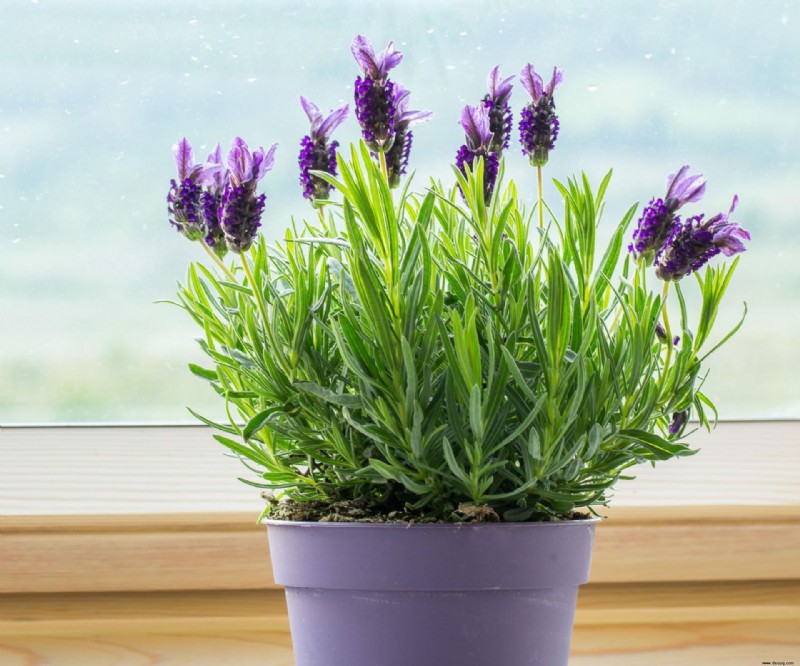 Kann ich Lavendel drinnen anbauen? Und wie dies Ihren Schlaf und Ihr Wohlbefinden steigern kann 