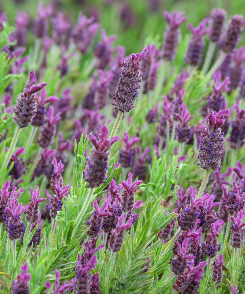 Wann Sie Lavendel umpflanzen sollten – um Ihre Pflanzen sicher zu bewegen 