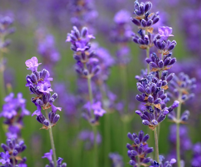 Wann Sie Lavendel umpflanzen sollten – um Ihre Pflanzen sicher zu bewegen 