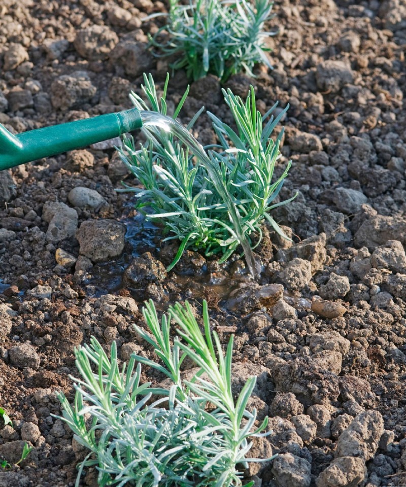 Wann Sie Lavendel umpflanzen sollten – um Ihre Pflanzen sicher zu bewegen 