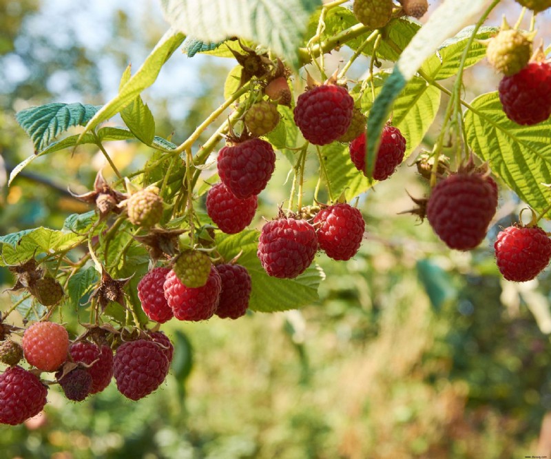 Wann man Himbeeren umpflanzt – für ein üppiges Himbeerbeet 